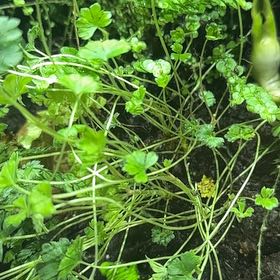 Photo of the plant species Shining Geranium by @Delozierlisa named Planty on Greg, the plant care app