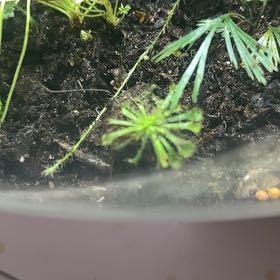 Photo of the plant species Common Liverwort by @Delozierlisa named Plato on Greg, the plant care app