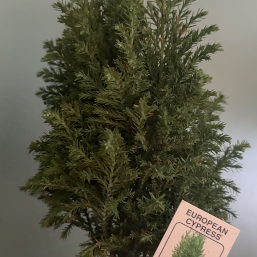 Photo of the plant species European Cypress by @VastMontbretia named Cleopatra on Greg, the plant care app