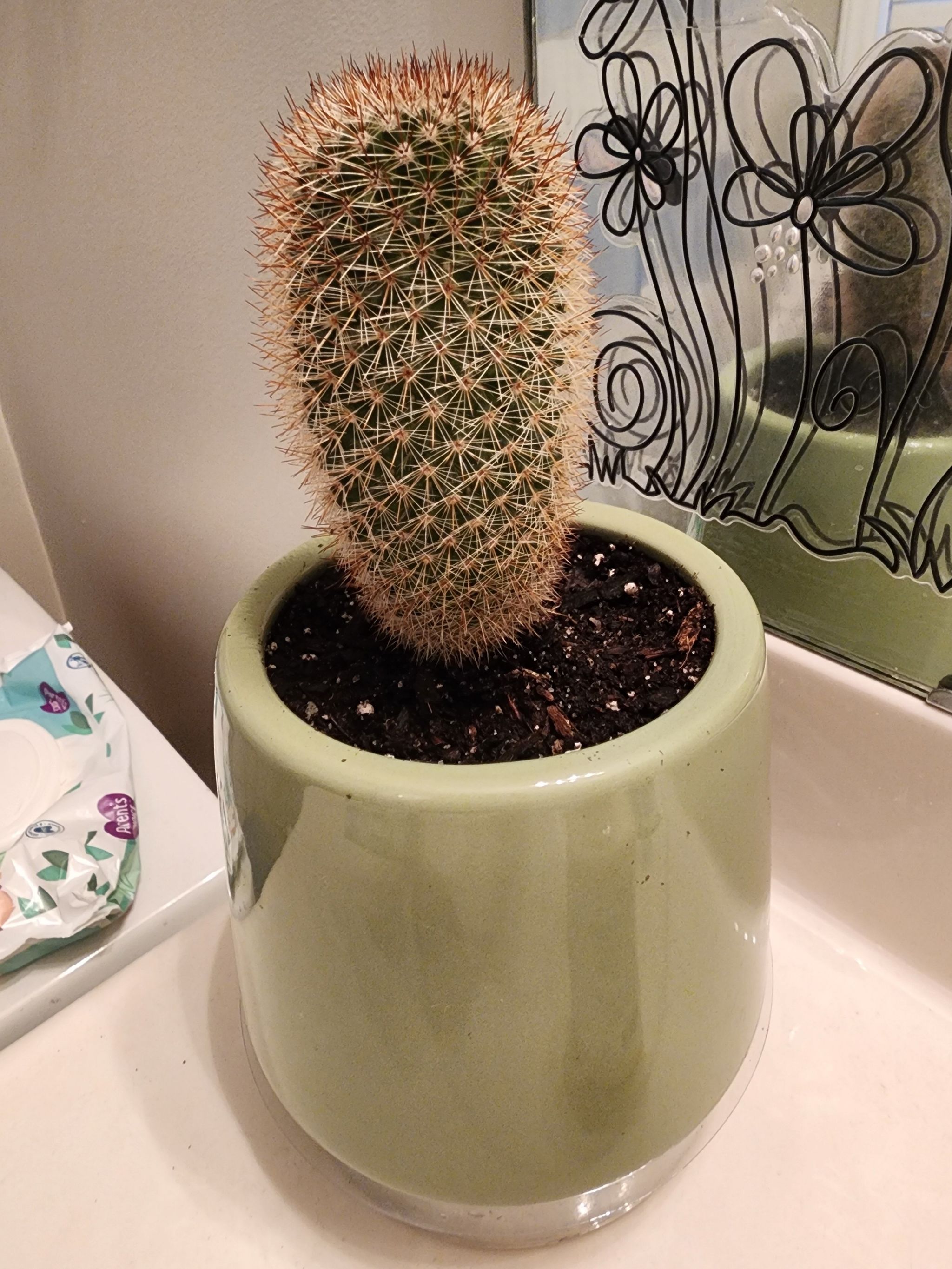 Photo of the plant species Mammillaria elongata 'Irish Red' by @SvelteSweetleaf named Bruno on Greg, the plant care app