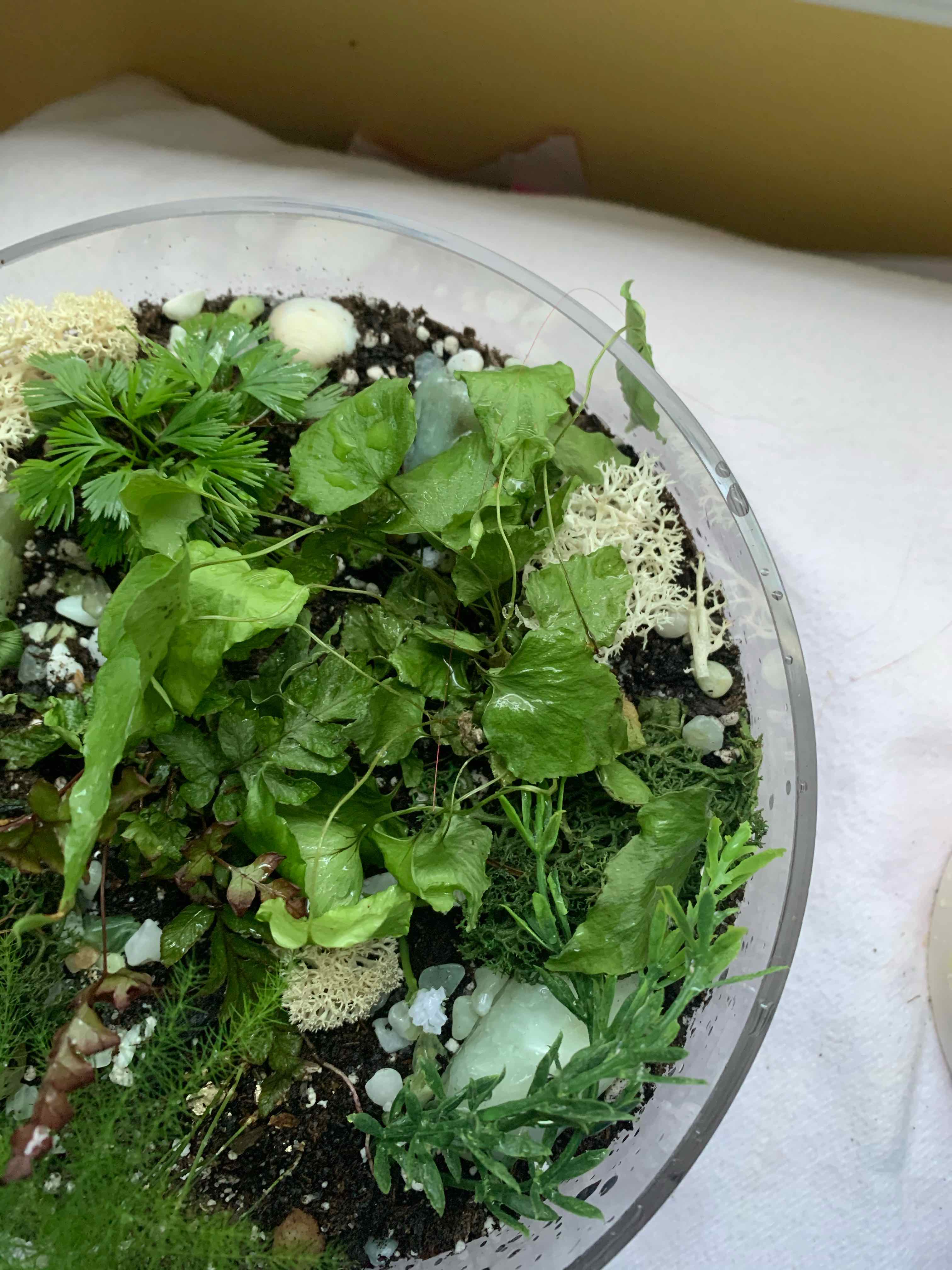 House Holly-Fern in a glass container with visible soil and various other plants or mosses.