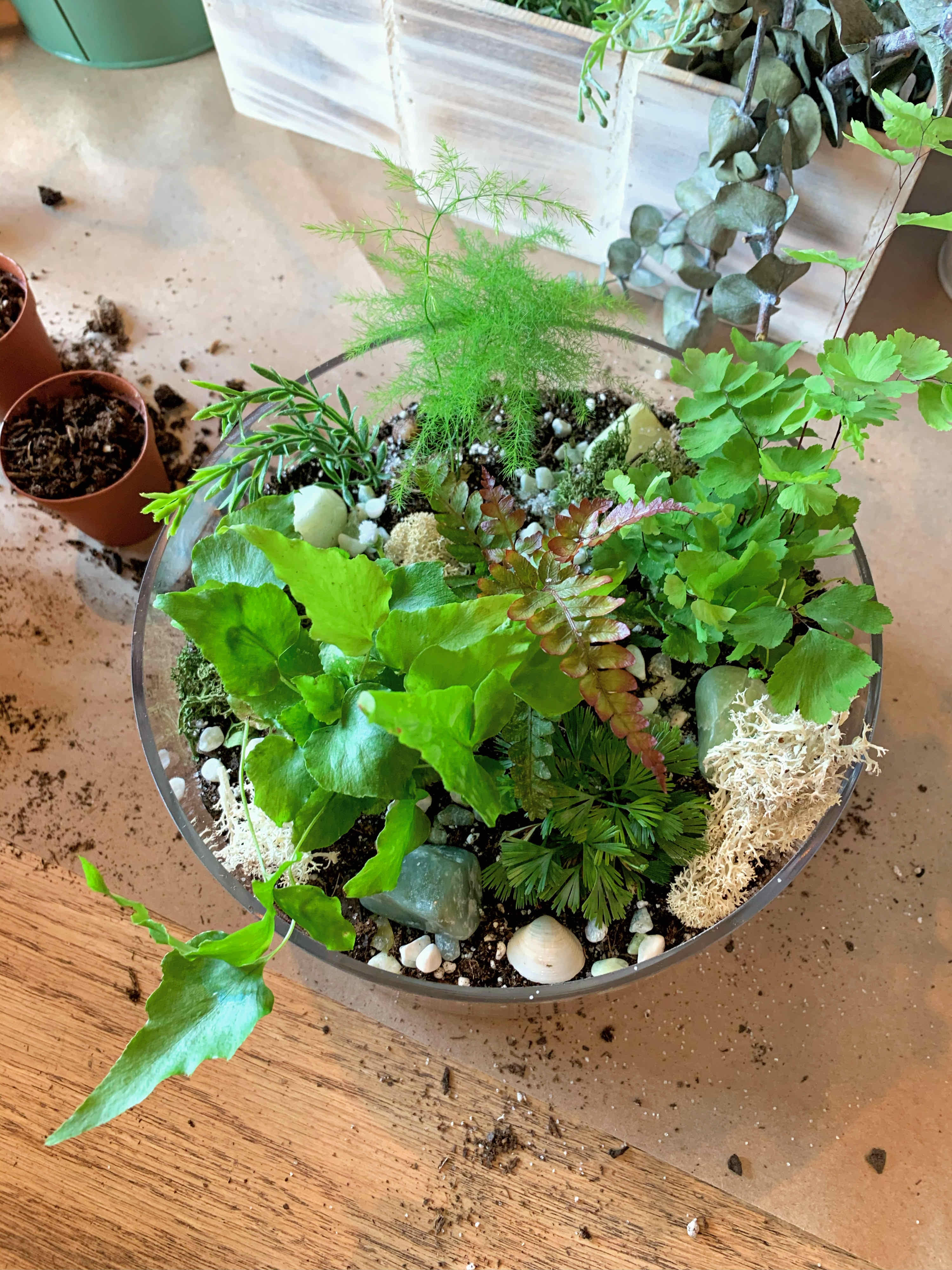 A healthy House Holly-Fern in a glass container with vibrant green leaves and visible soil.