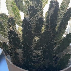 Photo of the plant species Opuntia sulphurea by @LovelyGrasspea named Sir Pots A Lot on Greg, the plant care app