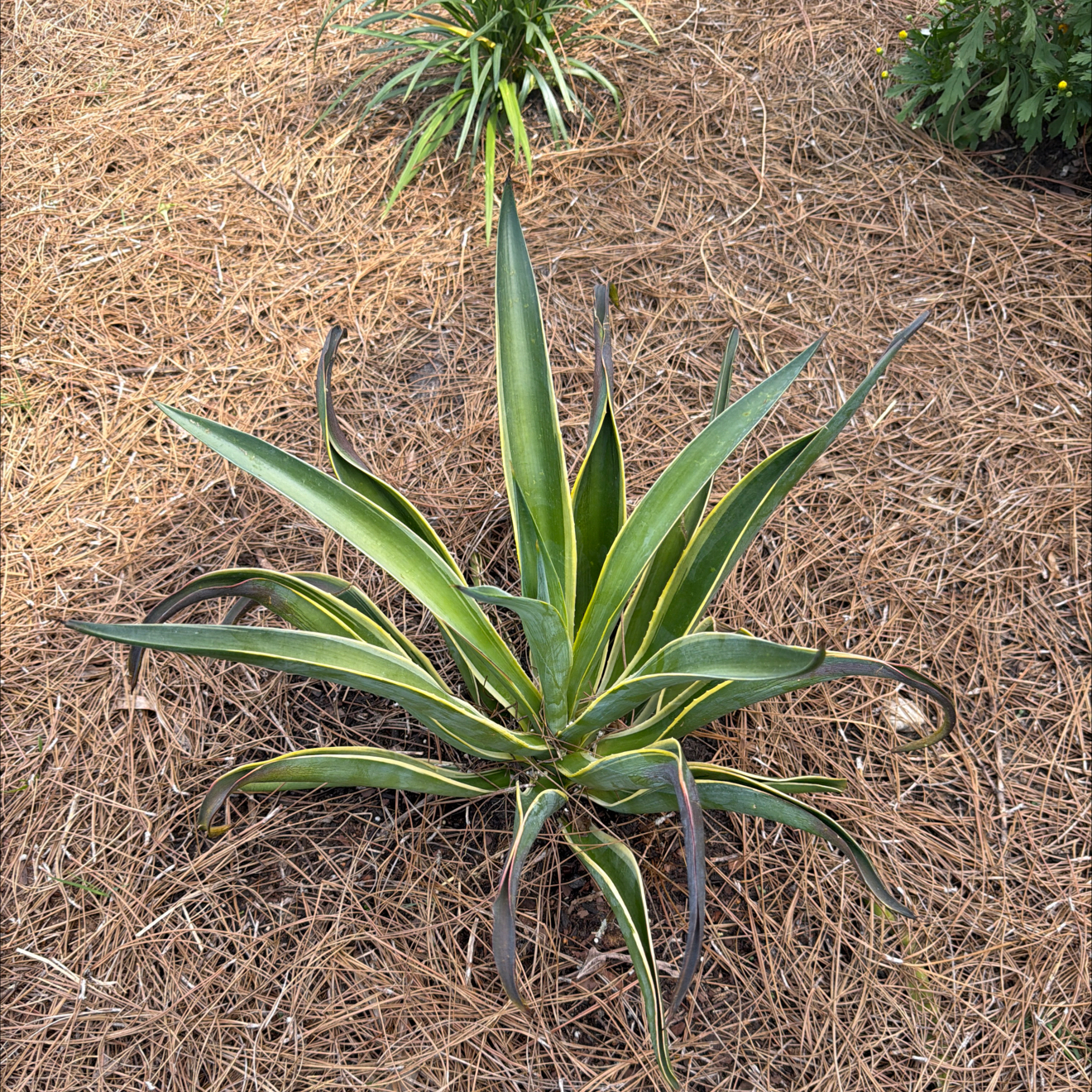 Photo of the plant species Smooth Agave by @PiousLuckyjade named Gobi on Greg, the plant care app