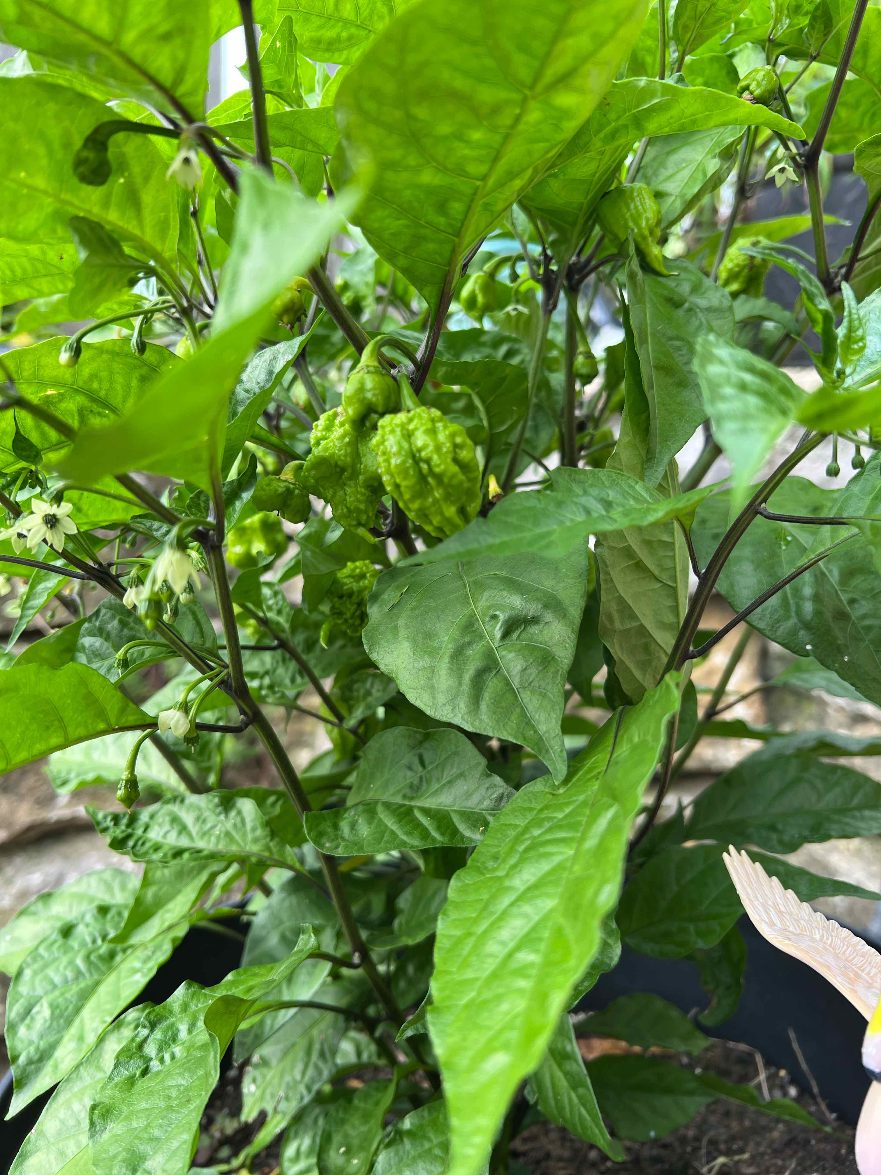 Plant care for Allium tekesicola on Greg, the plant care app