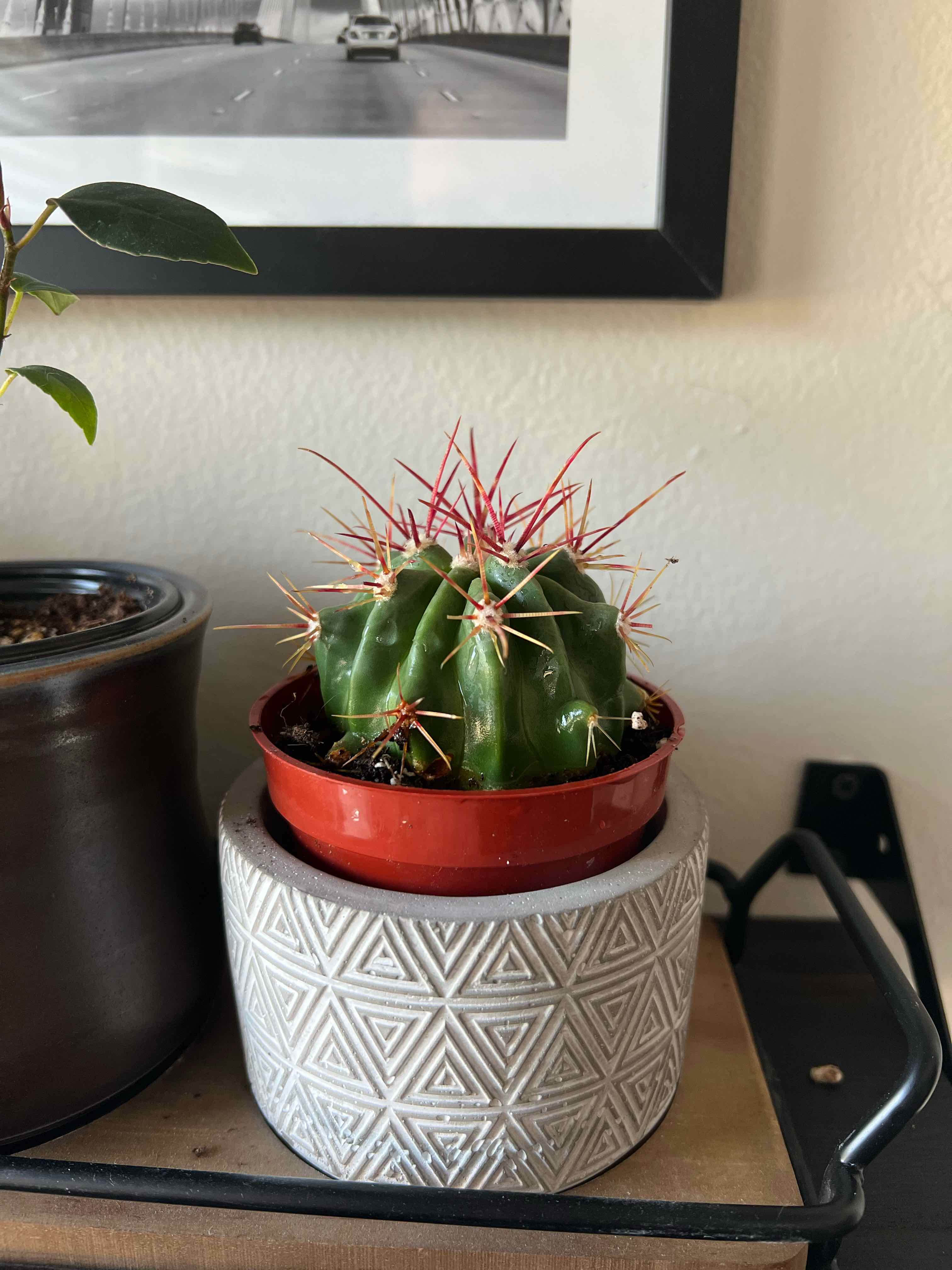 Devil's Tongue Barrel Cactus in a small pot with red spines, healthy and vibrant.