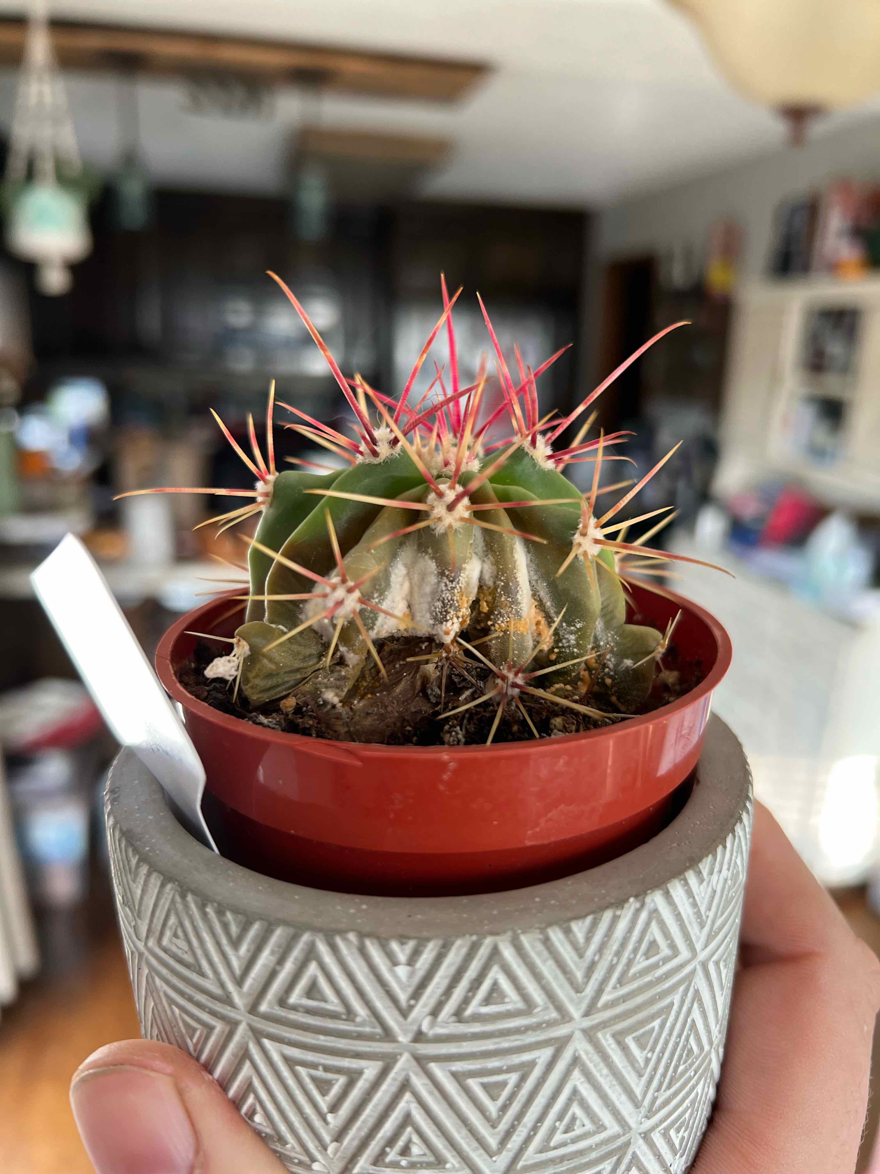 Devil's Tongue Barrel Cactus in a pot, held by a hand, with some browning at the base.