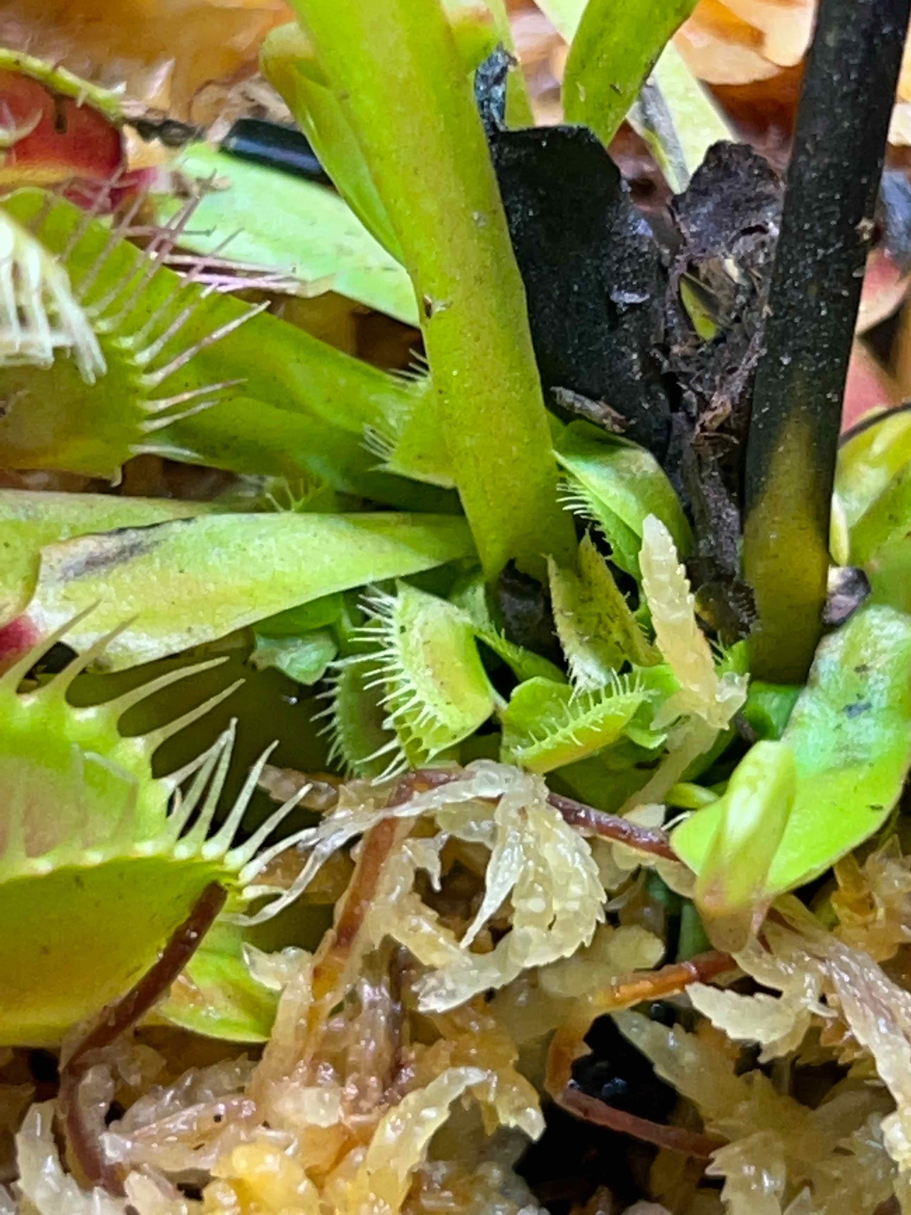 Plant care for Fan-leaved Sundew on Greg, the plant care app