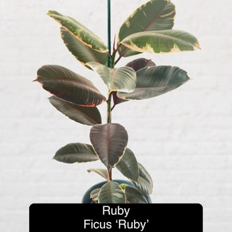 Ficus 'Ruby' plant in Excelsior Springs, Missouri