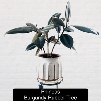 Burgundy Rubber Tree plant in Excelsior Springs, Missouri