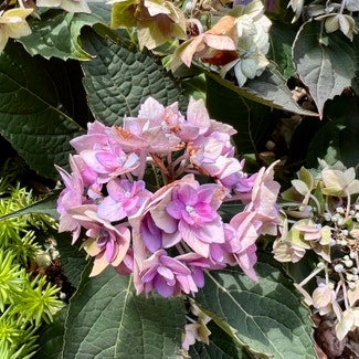French Hydrangea plant in Excelsior Springs, Missouri