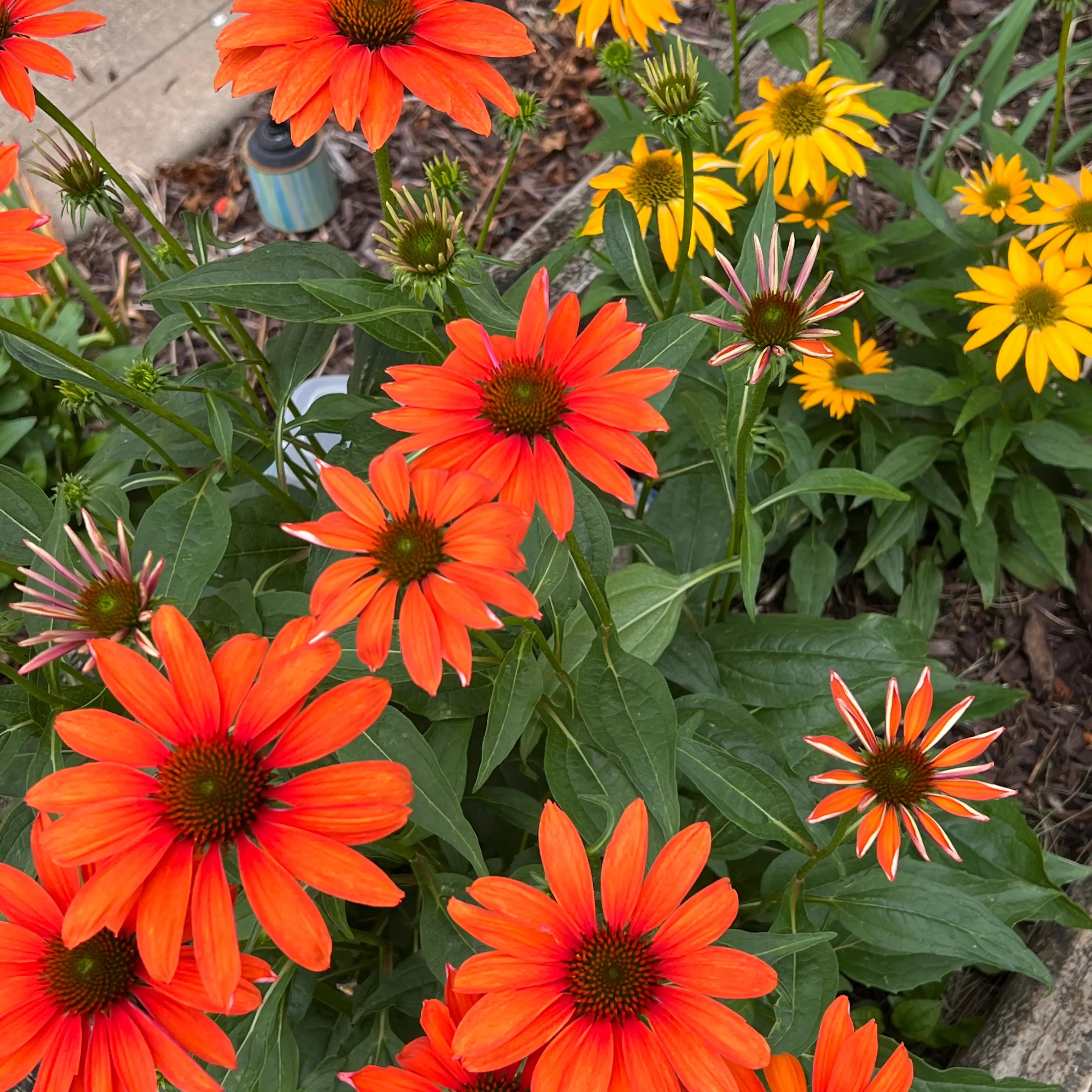Vibrant Purple Coneflowers (Echinacea purpurea) with bright orange petals in full bloom.
