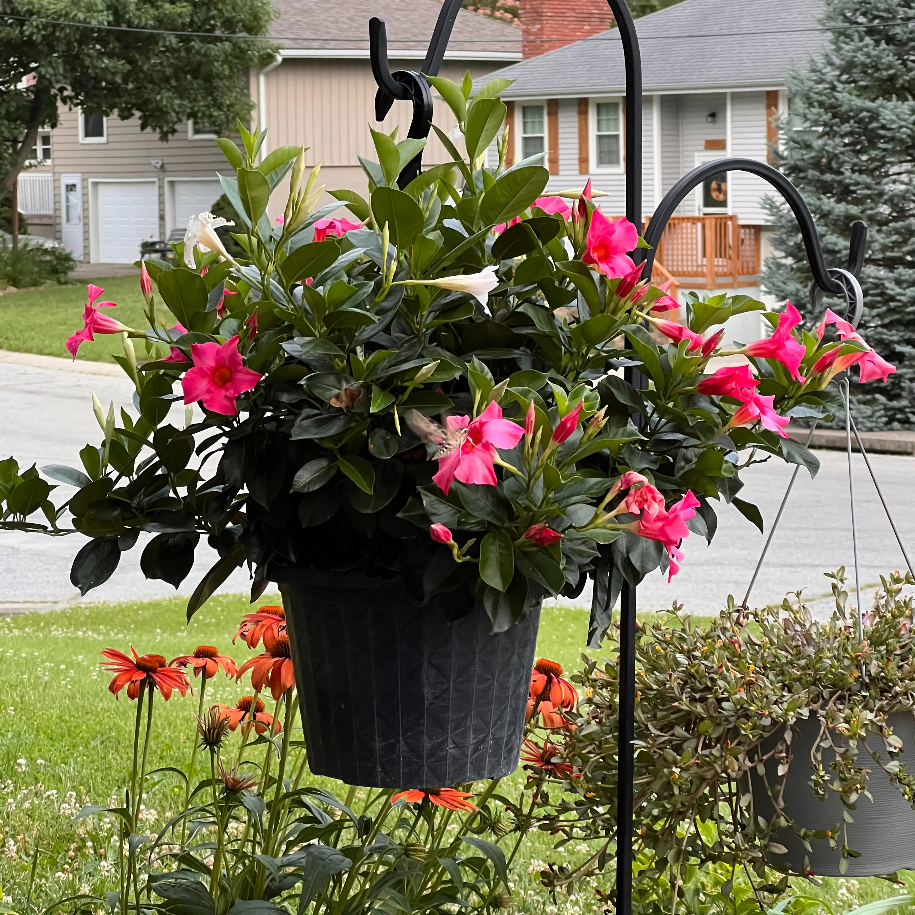 Dipladenia 'Rio' plant in a hanging pot with vibrant pink flowers.