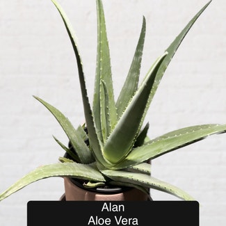 Aloe Vera plant in Excelsior Springs, Missouri