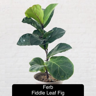 Fiddle Leaf Fig plant in Excelsior Springs, Missouri