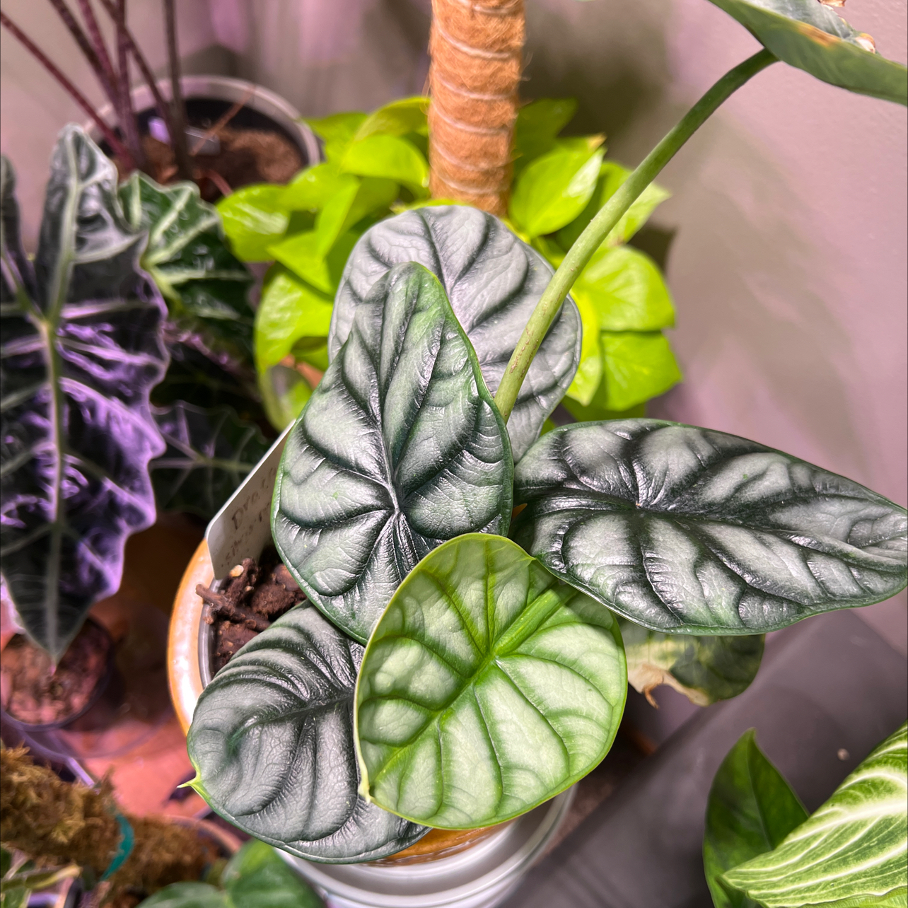 Silver Dragon plant with distinct silver and green leaves in a pot, soil visible.