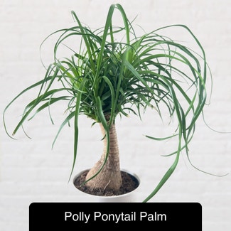 Ponytail Palm plant in Excelsior Springs, Missouri