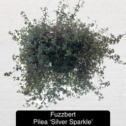 Pilea 'Silver Sparkle' plant