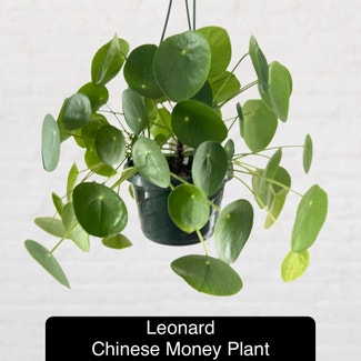 Chinese Money Plant plant in Excelsior Springs, Missouri