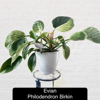 Philodendron Birkin plant in Excelsior Springs, Missouri