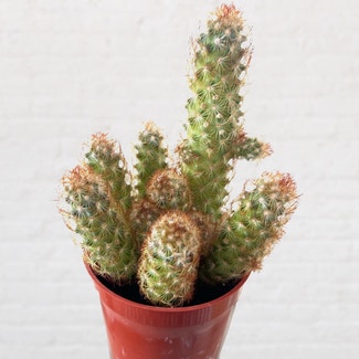 Lady Finger Cactus plant in Excelsior Springs, Missouri