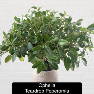 Teardrop Peperomia plant in Excelsior Springs, Missouri