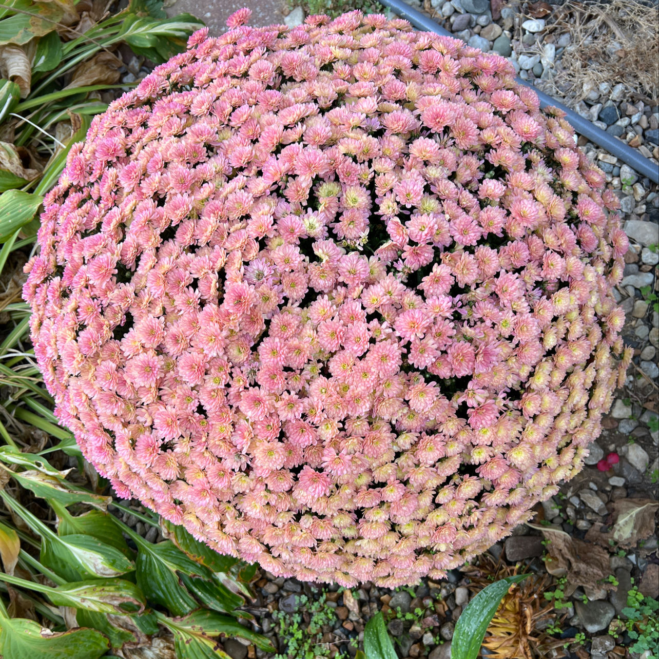 Dense cluster of pink Florist's Daisy flowers with surrounding foliage.
