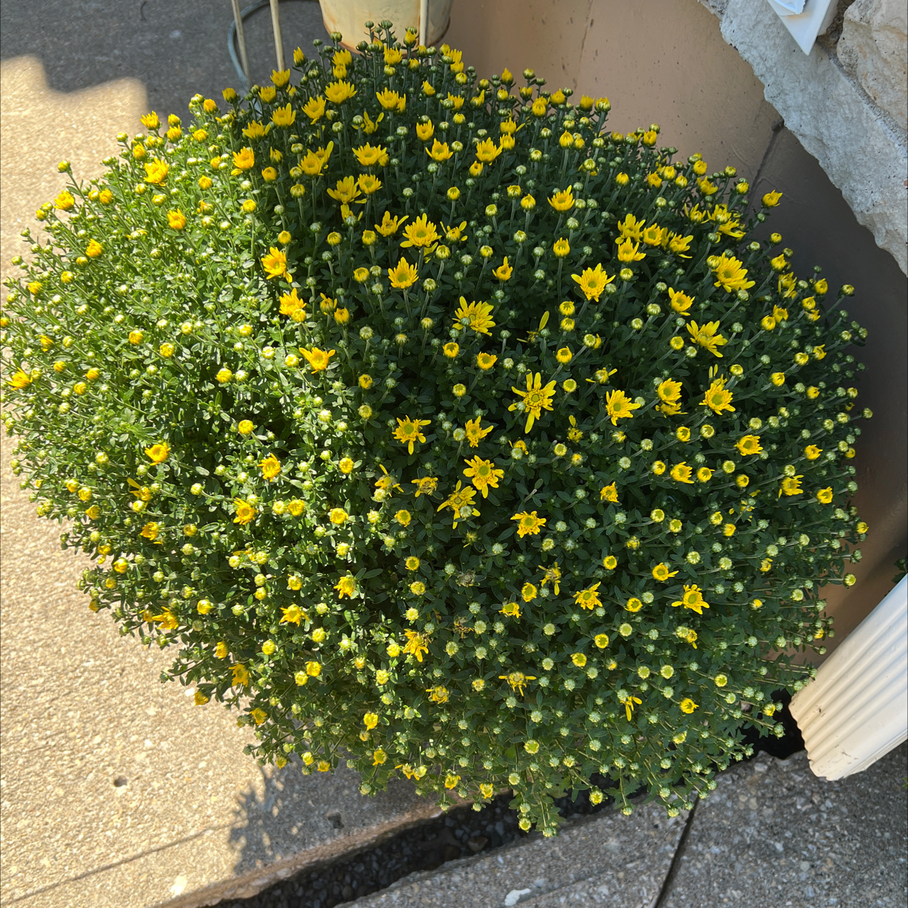 A healthy Florist's Daisy plant with numerous yellow flowers.