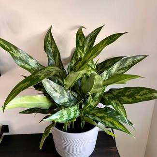 Chinese Evergreen plant in Excelsior Springs, Missouri