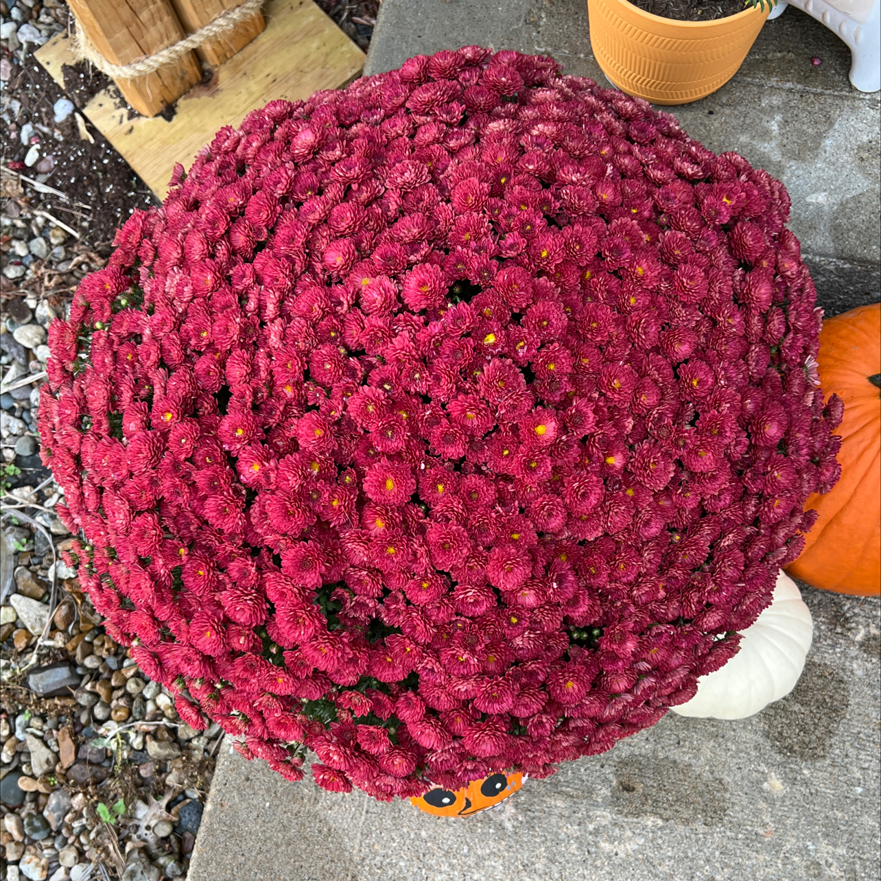 A healthy, vibrant cluster of red Florist's Daisy flowers in full bloom.