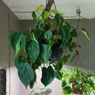 Philodendron Brasil plant in Excelsior Springs, Missouri