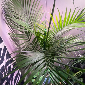 Majesty Palm plant in Excelsior Springs, Missouri