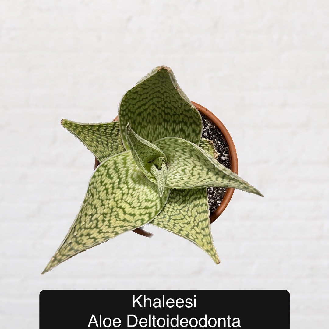 Photo of the plant species Aloe deltoideodonta by @Beeps named (OD FD) Khaleesi on Greg, the plant care app
