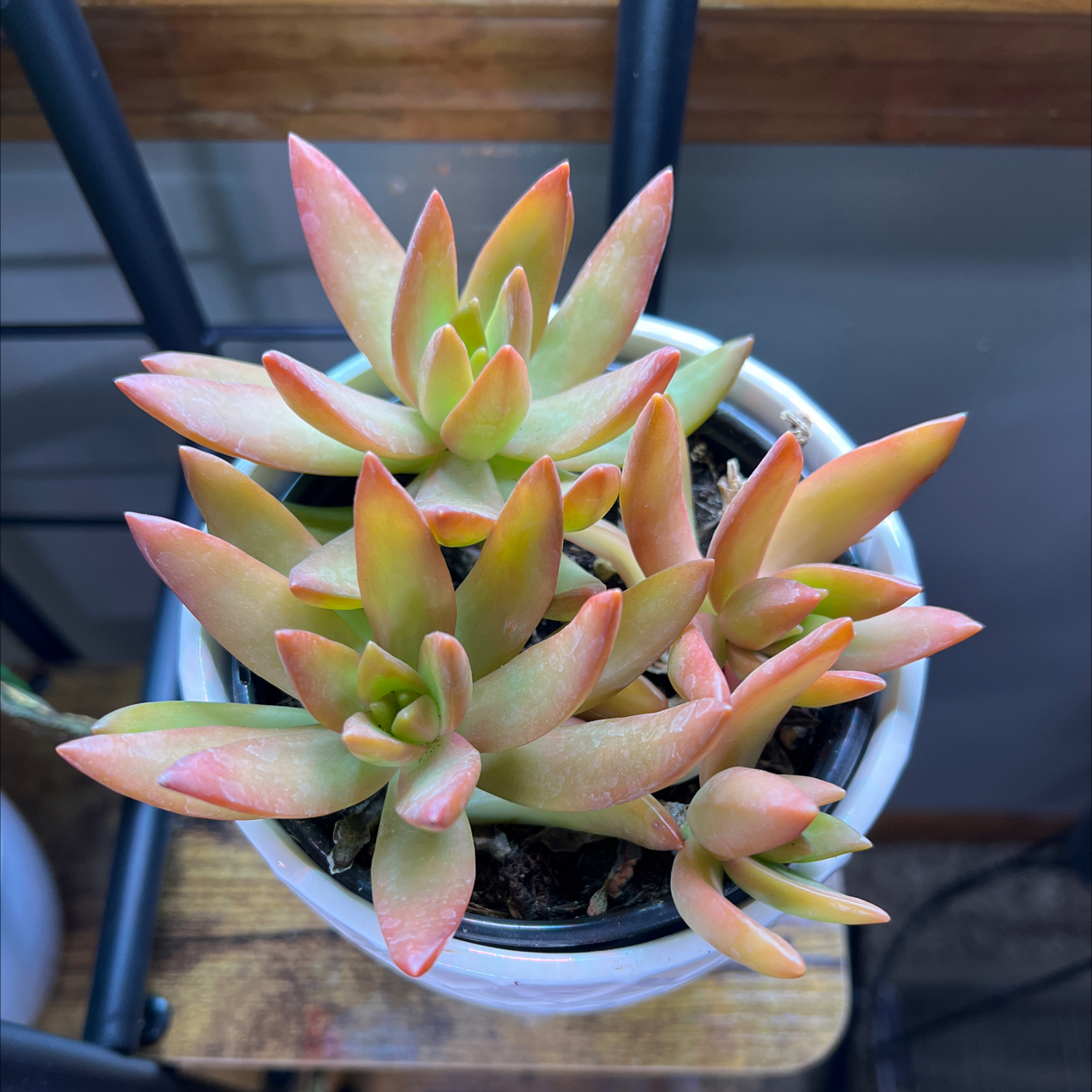 Sedum 'Firestorm' plant in a pot with vibrant green and red leaves.