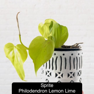 Philodendron Lemon Lime plant in Excelsior Springs, Missouri