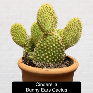 Bunny Ears Cactus plant in Excelsior Springs, Missouri