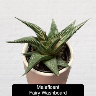 Fairy Washboard plant in Excelsior Springs, Missouri