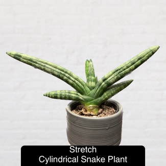 Cylindrical Snake Plant plant in Excelsior Springs, Missouri