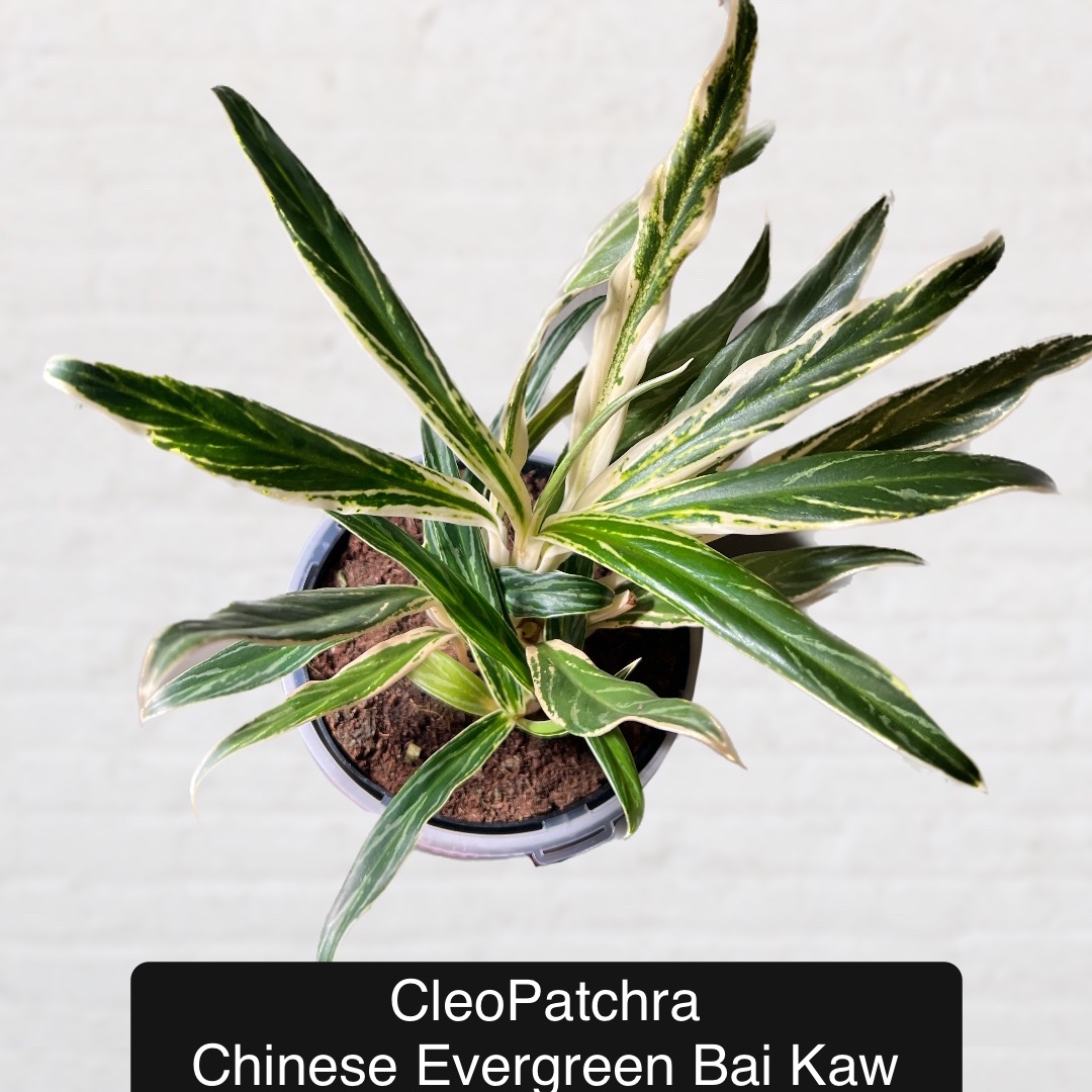 Photo of the plant species Chinese Evergreen Bai Kaw by @Beeps named (GB) CleoPatchra on Greg, the plant care app