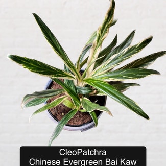 Chinese Evergreen Bai Kaw plant in Excelsior Springs, Missouri