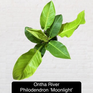 Philodendron 'Moonlight' plant in Excelsior Springs, Missouri