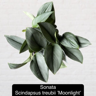 Scindapsus treubii 'Moonlight' plant in Excelsior Springs, Missouri