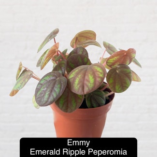 Emerald Ripple Peperomia plant in Excelsior Springs, Missouri