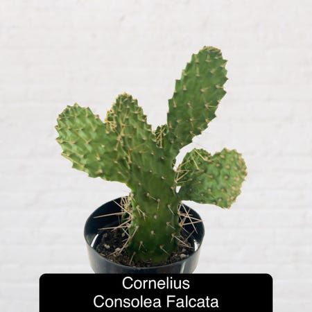 Photo of the plant species Caribbean Tree Cactus by @Beeps named (LR) Cornelius on Greg, the plant care app