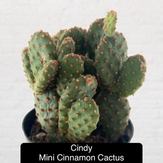 Mini Cinnamon Cactus plant in Excelsior Springs, Missouri