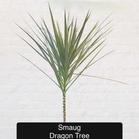 Photo of the plant species Dragon Tree by @Beeps named (GB) Smaug on Greg, the plant care app