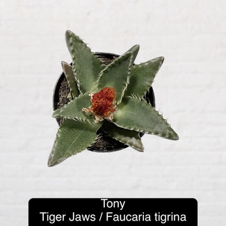 Tiger's Jaw plant in Excelsior Springs, Missouri