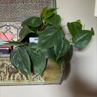 Heartleaf Philodendron plant in Excelsior Springs, Missouri