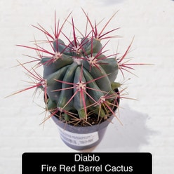 Fire Barrel Cactus plant