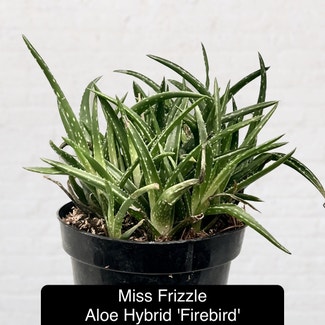 Firebird Aloe plant in Excelsior Springs, Missouri